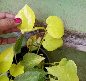 Combo Of Any 3 Indoor Plant Saplings
