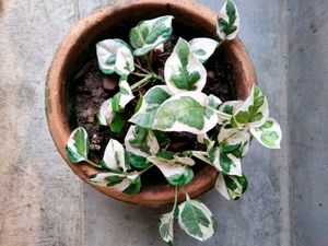 Rare Emerald Green And Njoy Pothos Combo