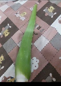 Healthy Aloe Vera stem