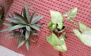 Set 2 Arrowhead &amp; Moses In The Cradle Plants 🪴