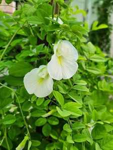 20 White Aparajita (Butterfly Pea) Flower Seeds 🌼