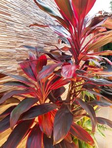 3 Plants combo Cordyline Fruticosa,Geopperita Etc