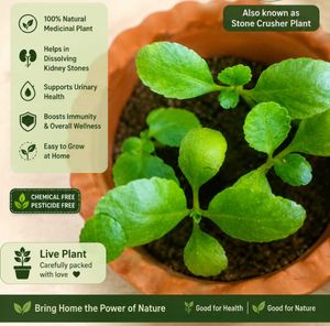 Medicinal Live Plant - Stone Crusher Plan