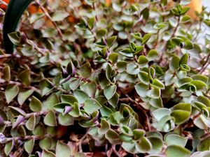 Turtle Vine