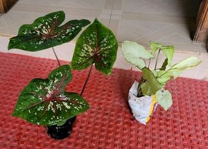 Pack 2 Caladium Biclor & Evergreen Arrowhead Plant