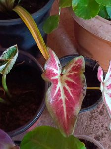 Thai Caladium And Mix Varieties Of Plants