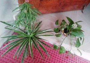 Set 2 Money & Pendulum Plants