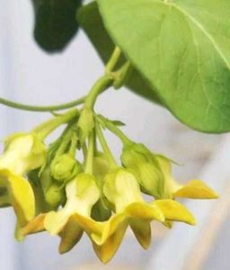 Tonkin Jasmin Natural Plant