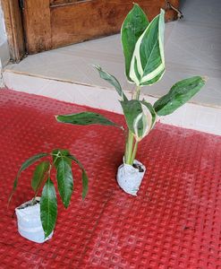 Pack 2 Big Mango &amp; NeverNever 🥭 Plant 🪴