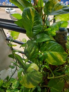 One Pot Full Of  Verigated Money Plant