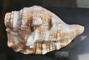 Shell