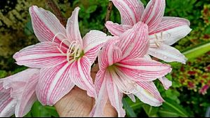 Set 3 Curry Leaves &amp;Lily &amp; Chlorophytum laxum plant