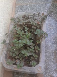 Real Rooted Purple Green Trailing Potted Plant
