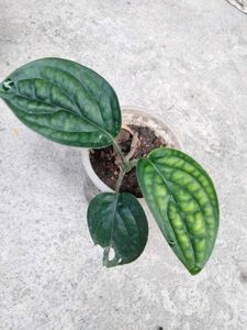 Assorted Houseplants