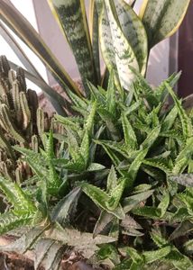 tiger tooth Aloe