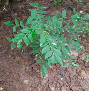 Curry Leaf Plant saplings (3 numbers)