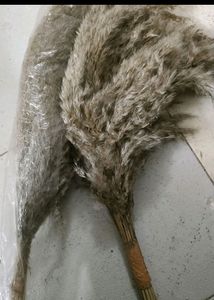 Dried Pampass Grass