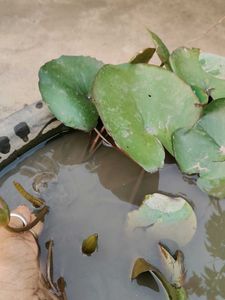 ruby water lily