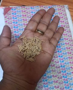 Freshly Harvested White Adenium Seeds