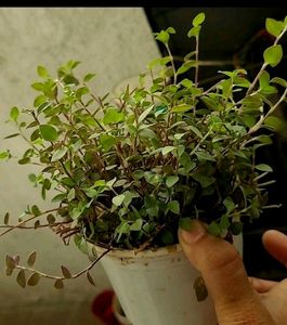 Callisia repens Plants 🌱&amp; pot
