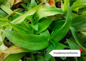 11 Plants Mixed Varieties Well Rooted