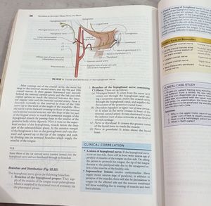 Anatomy Head, Neck and Brain Textbook III