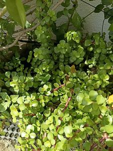 Beautiful 3 Plants For ₹100