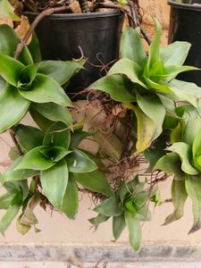 basket plant