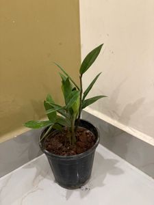 ZZ Plant in Black Pot