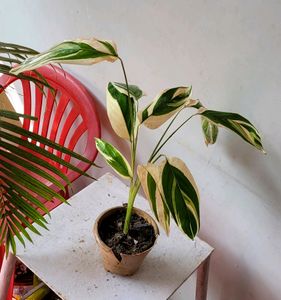 🌴 Ctenanthe pilosa Plant🪴&amp; pot