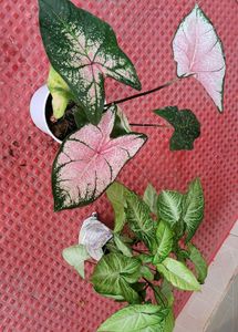 2 set Caladium Pink Splash & arrohead Plants🪴