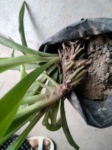 Assorted Potted Plants Bundle