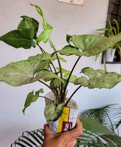 Pack 2 Zabronics &amp; Arrowhead Plants