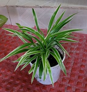 set 2 arrowhead vine &amp;  Spider plants 🪴
