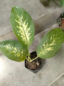 ndoor Plant Collection Set offers