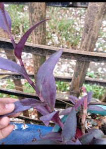 mixed flowering plants