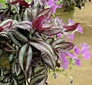 Tradescantia Zebrina Plant 🌵