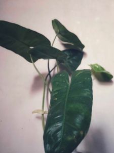 Burle Marx Philodendron Healthy Green Plant