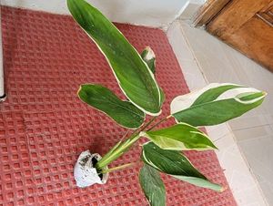 Pack 2🪴Dieffenbachia Seguine,&amp; Nevernever.Plant