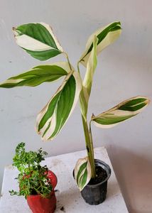 3 pack Arrowhead &amp; NeverNever &amp;Ming Areliaplants,