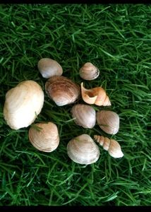 Bulk Seashells for Crafting &amp; Decor