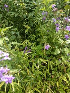 long plant flower blomming