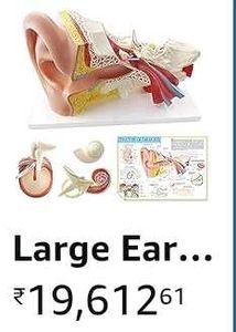 Ear display Educational