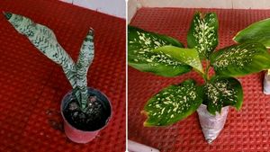 Pack 2 the herbaceous perennial &Dwarf Snake Plant