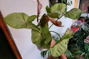 set 2 arrowhead vine &amp;  Spider plants 🪴