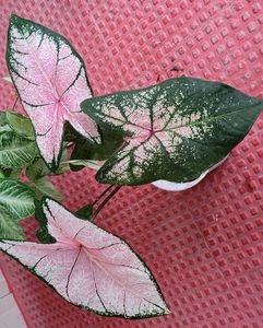 2 set Caladium Pink Splash &amp; arrohead Plants🪴
