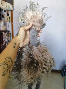 jellycat Ostrich big size