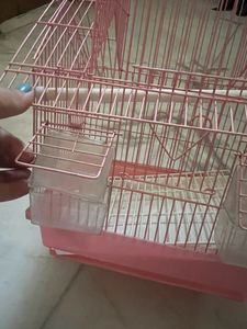 Bird Cage
