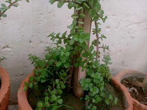 Jade Plant Air Purifier