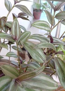 Multi Live Plants